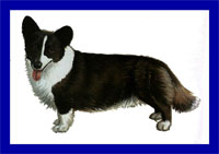 a well breed Cardigan Welsh Corgi dog